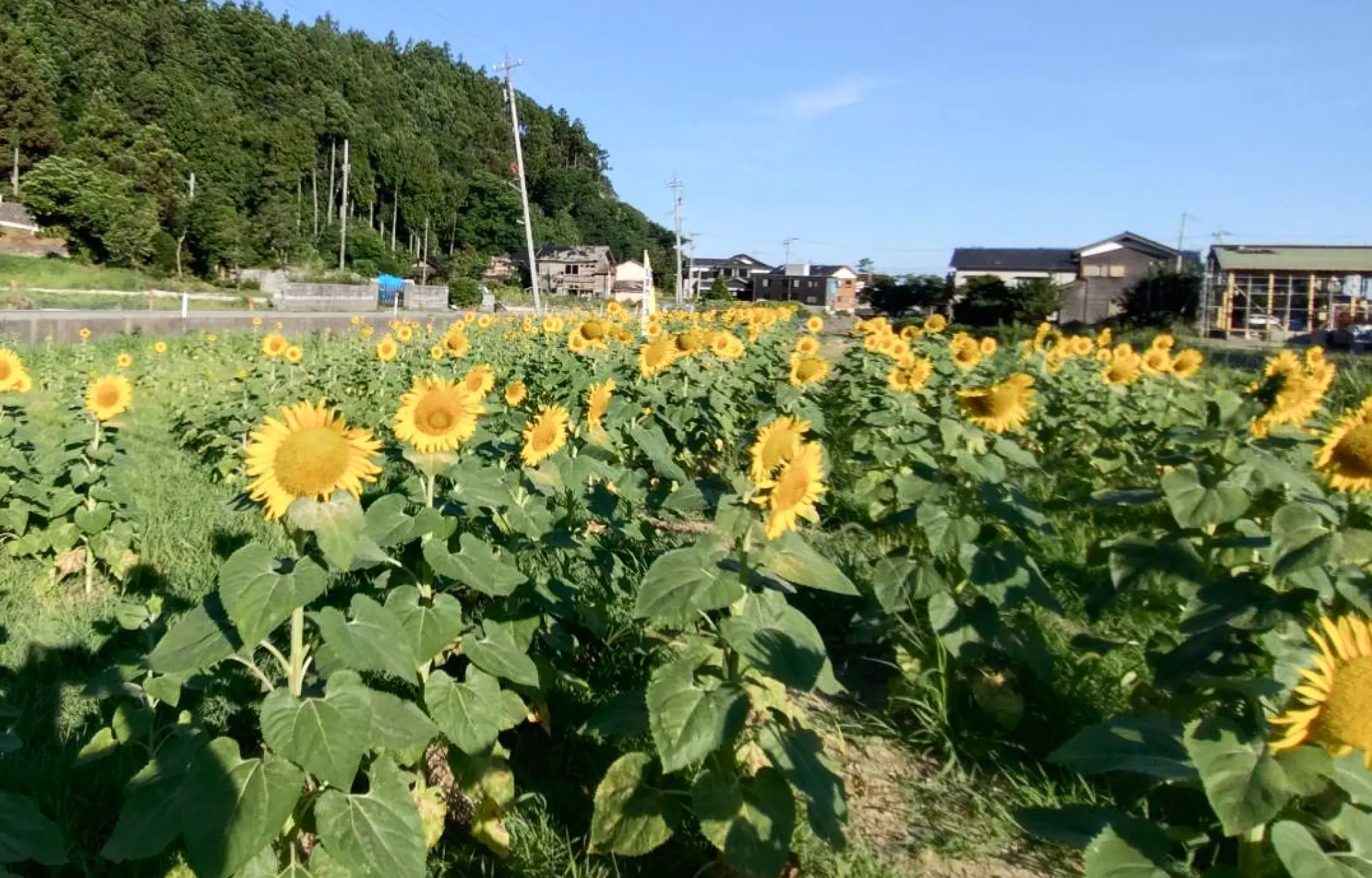 ひまわり畑