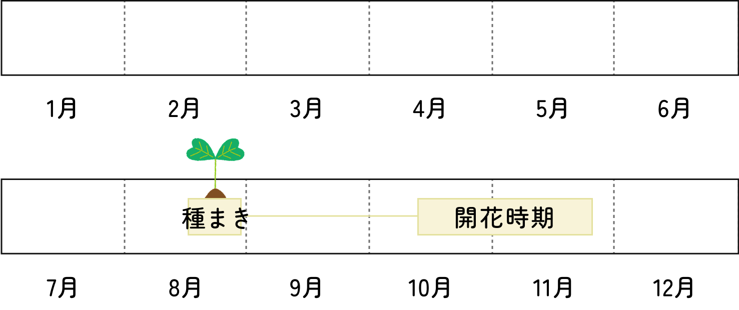 コスモス畑の種まきカレンダー